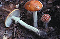 Amanita muscaria (L.) Pers.