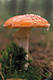 Amanita muscaria (L.) Pers.