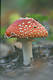 Amanita muscaria (L.) Pers.