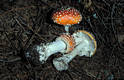 Amanita muscaria (L.) Pers.