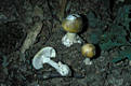 Amanita phalloides (Fr.) Link