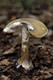 Amanita phalloides (Fr.) Link