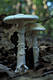 Amanita phalloides (Fr.) Link