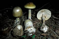 Amanita phalloides (Fr.) Link