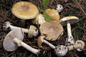 Amanita phalloides (Fr.) Link