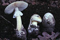 Amanita phalloides (Fr.) Link