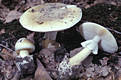 Amanita phalloides (Fr.) Link