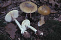 Amanita phalloides (Fr.) Link