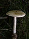 Amanita phalloides (Fr.) Link