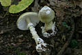 Amanita phalloides (Fr.) Link