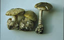 Amanita phalloides (Fr.) Link