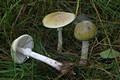 Amanita phalloides (Fr.) Link