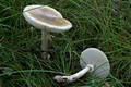 Amanita phalloides (Fr.) Link