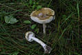 Amanita phalloides (Fr.) Link