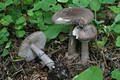 Amanita porphyria Alb.& Schw.:Fr.