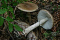 Amanita porphyria Alb.& Schw.:Fr.