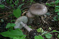 Amanita porphyria Alb.& Schw.:Fr.