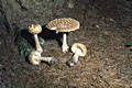 Amanita regalis (Fr.) R.Mre.