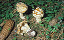 Amanita regalis (Fr.) R.Mre.