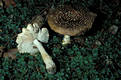 Amanita regalis (Fr.) R.Mre.