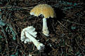 Amanita regalis (Fr.) R.Mre.