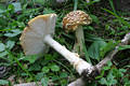 Amanita regalis (Fr.) R.Mre.