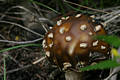 Amanita regalis (Fr.) R.Mre.