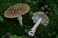 Amanita regalis (Fr.) R.Mre.