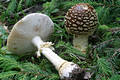 Amanita regalis (Fr.) R.Mre.