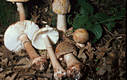 Amanita rubescens (Pers.:Fr.) Gray