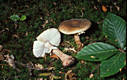 Amanita rubescens (Pers.:Fr.) Gray