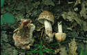 Amanita rubescens (Pers.:Fr.) Gray