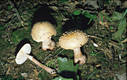 Amanita rubescens (Pers.:Fr.) Gray