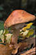 Amanita rubescens (Pers.:Fr.) Gray