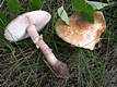 Amanita rubescens (Pers.:Fr.) Gray