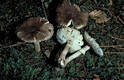 Amanita rubescens (Pers.:Fr.) Gray