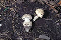 Amanita solitaria (Bull.:Fr.) Merat