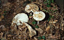 Amanita solitaria (Bull.:Fr.) Merat