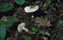 Amanita solitaria (Bull.:Fr.) Merat