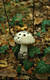 Amanita strobiliformis (Paul.:Vitt.) Bertil.