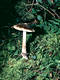 Amanita submembranacea (Bon) Groeger