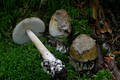 Amanita submembranacea (Bon) Groeger