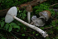 Amanita submembranacea (Bon) Groeger