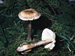 Amanita umbrinolutea (Secr. ex Gillet) Bataille