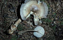 Amanita umbrinolutea (Secr. ex Gillet) Bataille