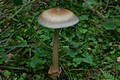 Amanita umbrinolutea (Secr. ex Gillet) Bataille