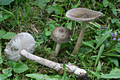 Amanita umbrinolutea (Secr. ex Gillet) Bataille