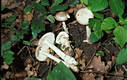 Amanita vaginata (Bull.:Fr.) Vitt.