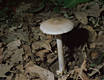 Amanita vaginata (Bull.:Fr.) Vitt.