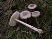 Amanita vaginata (Bull.:Fr.) Vitt.